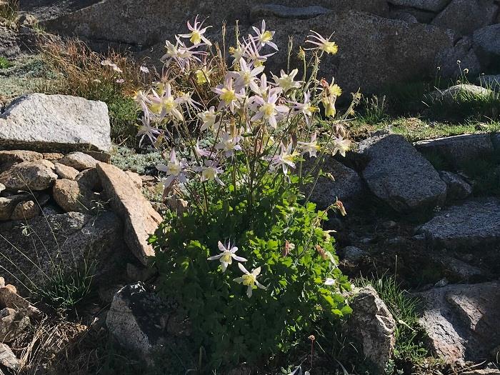 Columbine on Sluggo