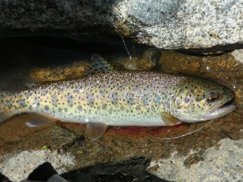 wild_bow.jpg
