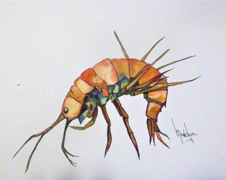 brine shrimp.jpg