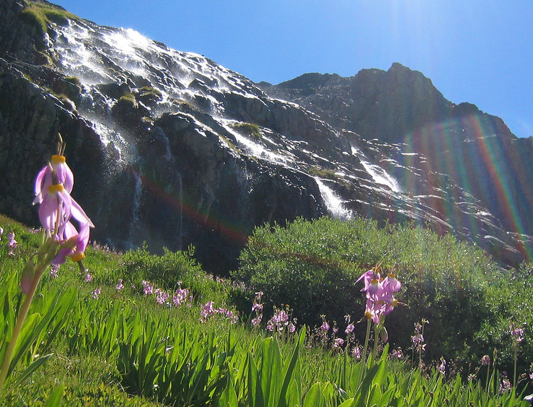 Flowers below second waterfall