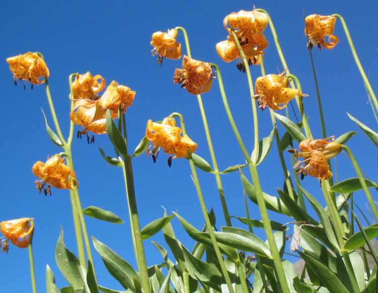 Tiger Lillies