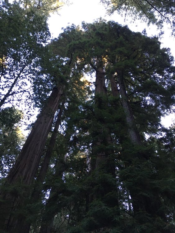 redwoods.jpg