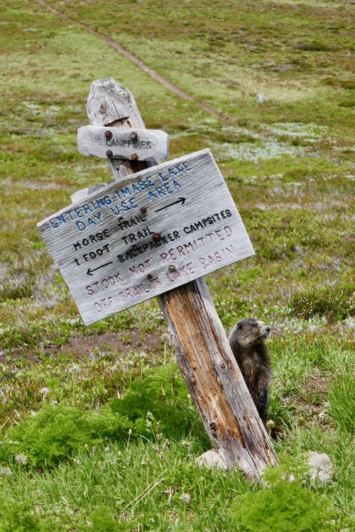 Sign at Image Lake. I love the implied history of the horizontally repaired bit at the top. The marmot who lives underneath adds a whole other element.