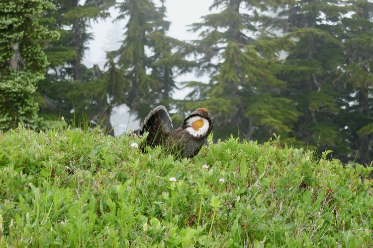 Not an owl after all. This bird's brethren had been &quot;hooting&quot; at me for weeks since I started the trip.