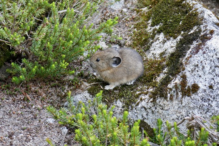 Pika. Cute little buggers.