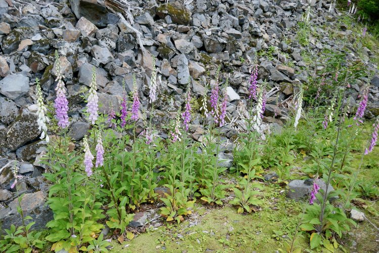 Foxglove glade.
