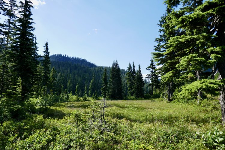 Ollalie Meadow. Blueberries can be found here.