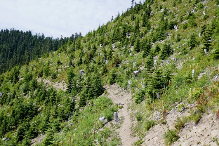 Old clearcut with monoculture replacement trees.