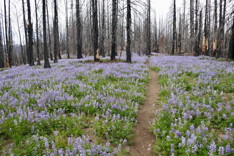 Lupine carpet in Norse Peak Wilderness burn area.