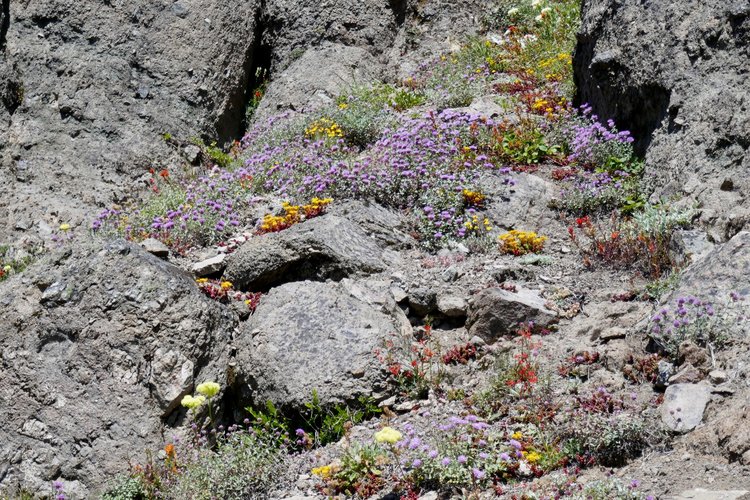 A fine bouquet on the rocky slopes west of Martinson Gap.