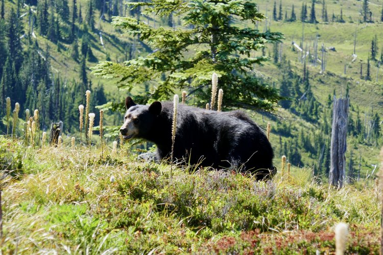 My friend the bear at Sunset Park.