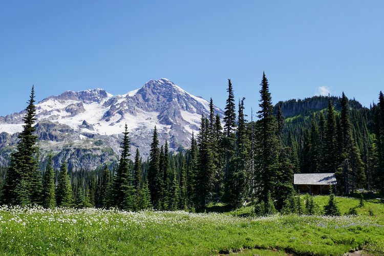 Mt Rainier from meadows at Indian Henry's.