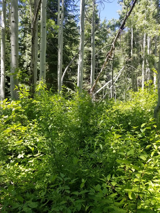 20190812_130757.jpg