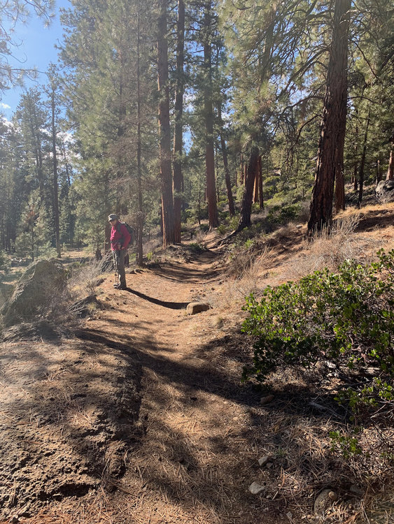 Kathy waiting for me in front of patch of old growth Pondo