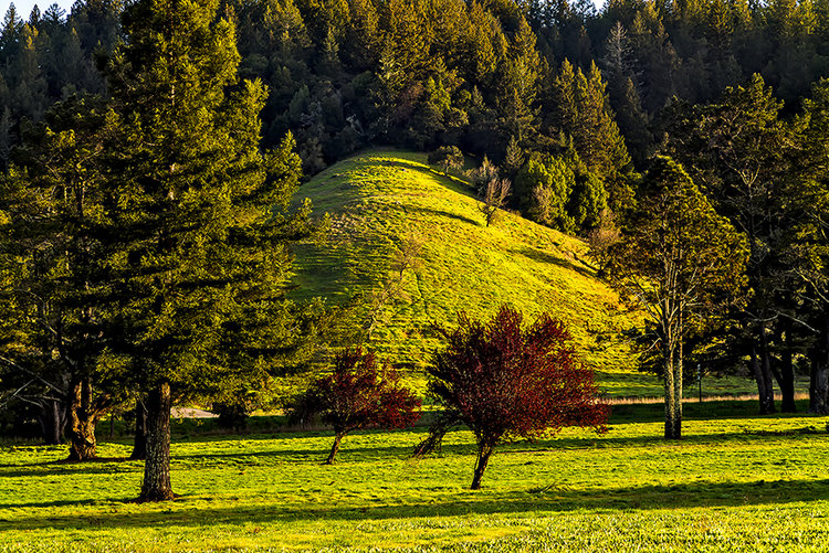 Trees-hillside-1-1.jpg