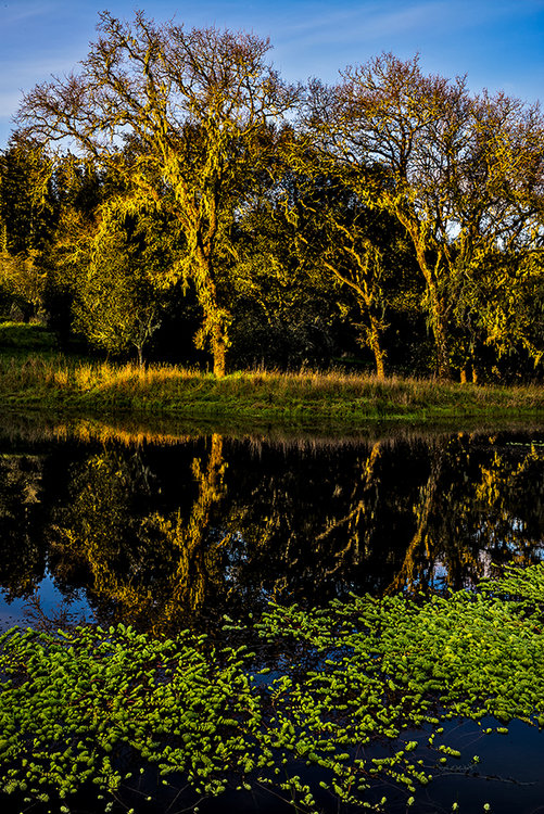 Pond-trees-reflection-1-1.jpg