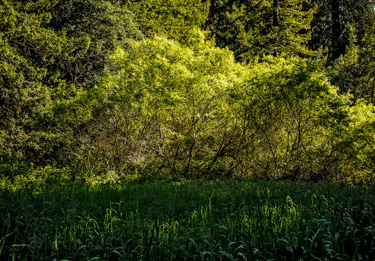 Bushes-Roys-1-crop.jpg