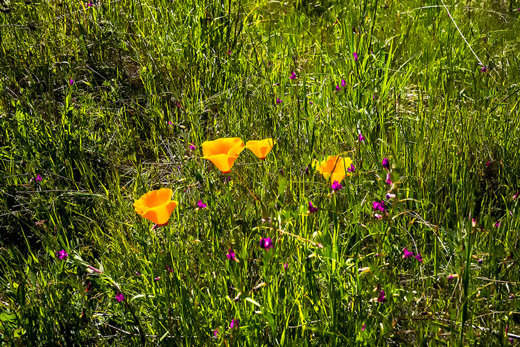 Poppies-purples-1.jpg