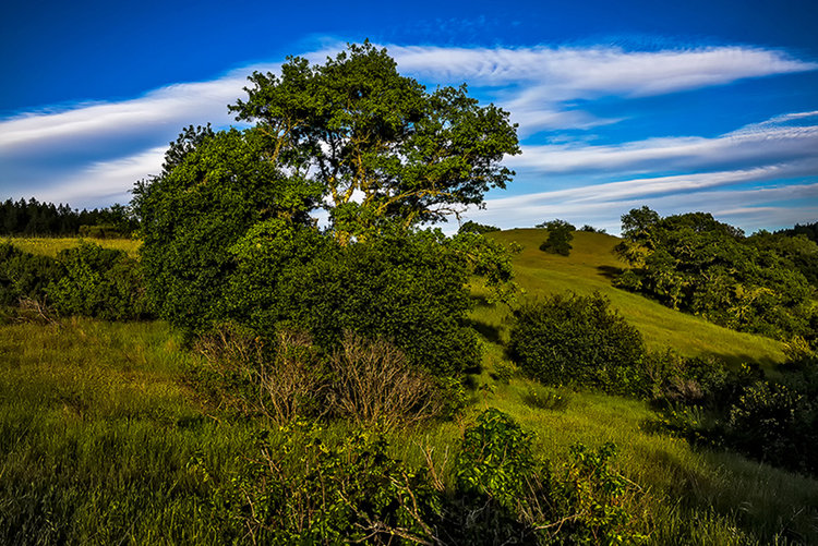 Tree-hills-east-1-1.jpg