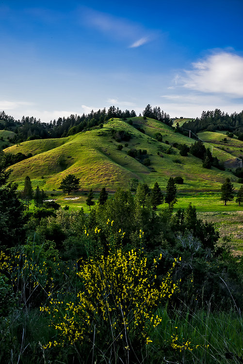 GC-hills-bush-north-1.jpg