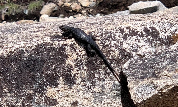 lizard.JPG