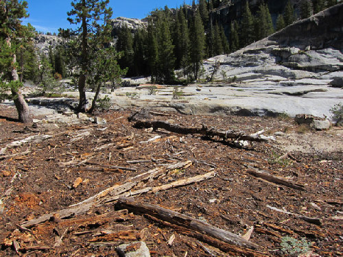 Debris from High Water, many feet above creek level