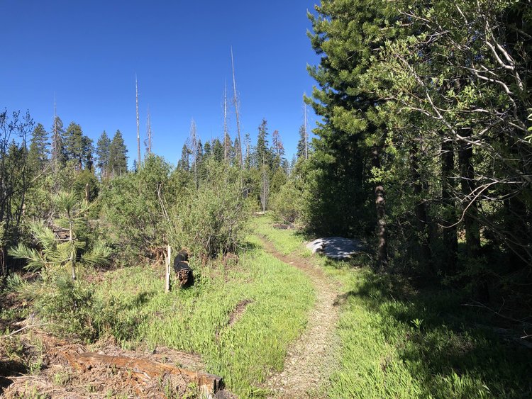 the trail.jpg