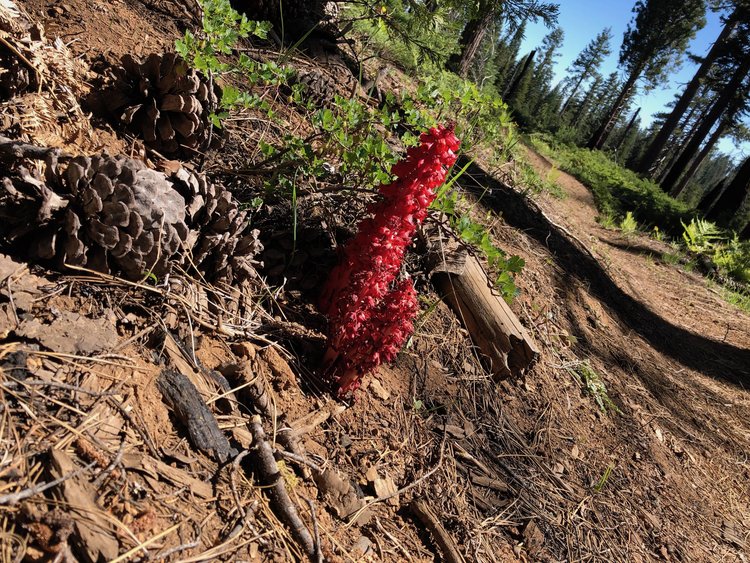 snowplant.jpg