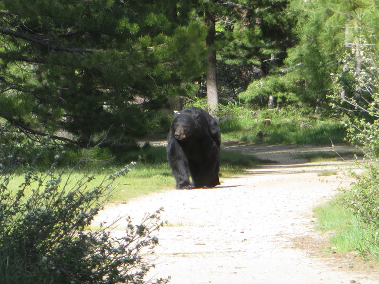 First California black bear sighting