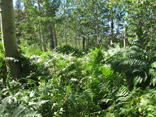 Fern Jungle, trail is in middle of pic!