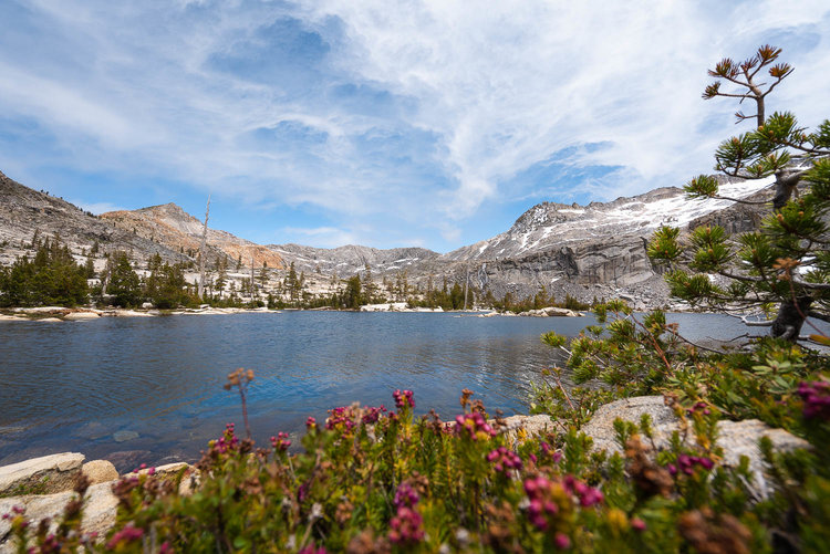 Wildflowers on the shore of Twin Lakes