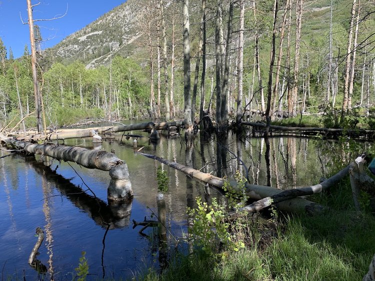 beaver pond.jpeg