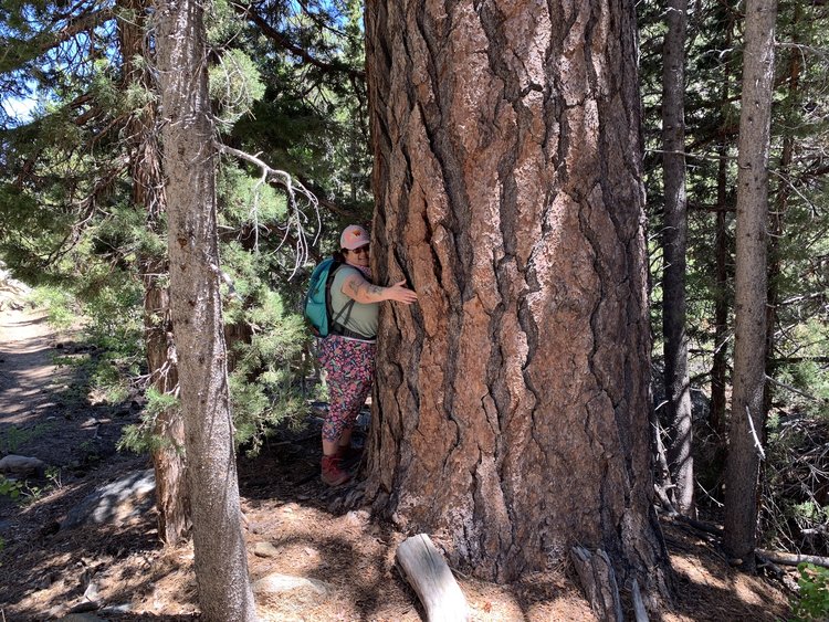 treehugger.jpeg