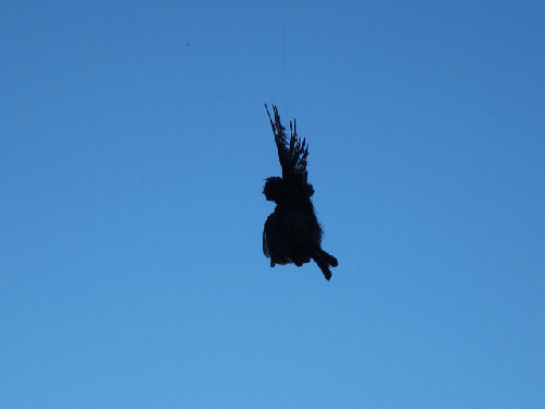 Ever leave a fly dangling from a tree limb?