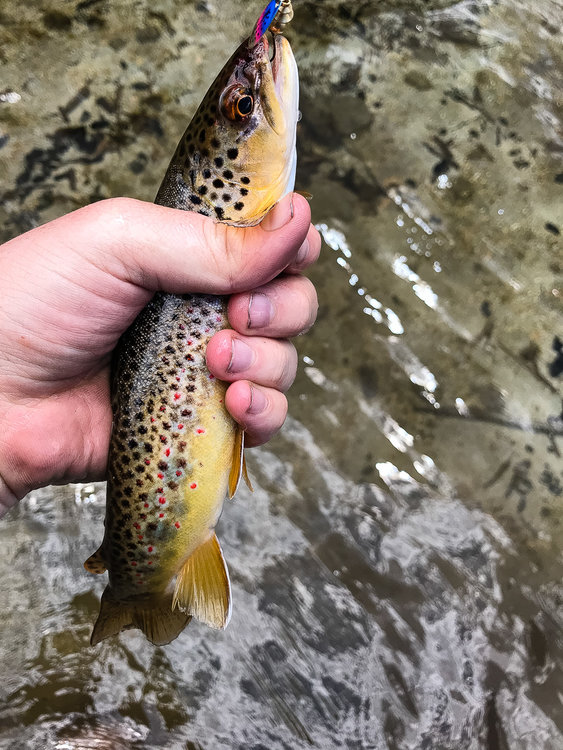 A nice Brownie from East Lake.