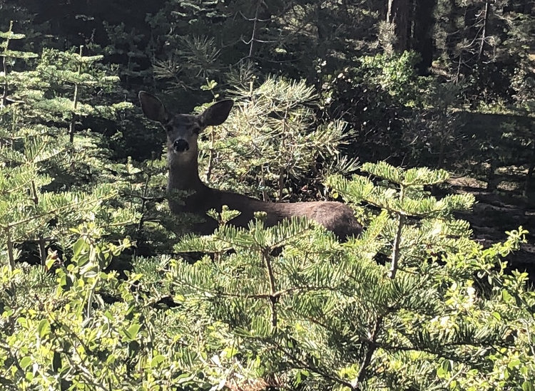 deer.jpg