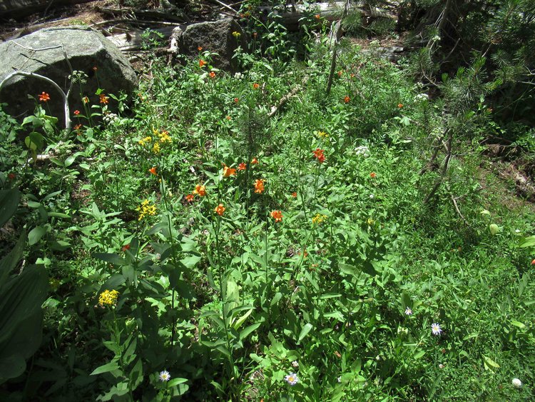 The hike from Van Vleck encountered some of the best growths of lilies I've seen.