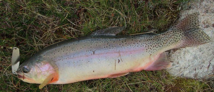 Best golden of the trip: a 15-incher.
