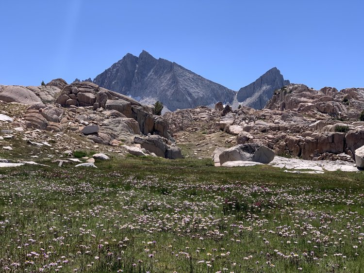 So many wildflowers were still hanging around