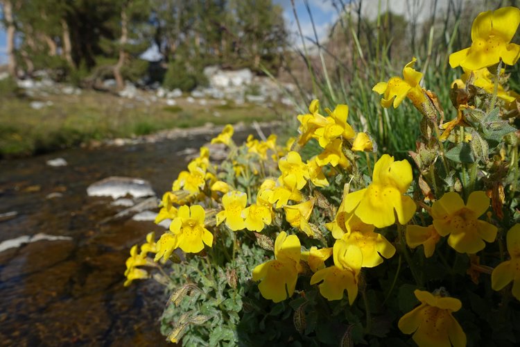 Monkey Flowers in meadows above Big McGee