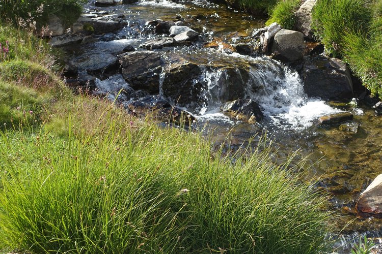 Stream in meadows above Big McGee