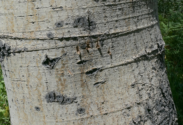 Fresh claw marks (about head high on the tree)