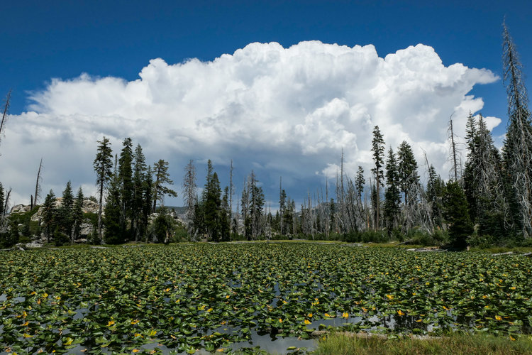 Lily Pad Pond
