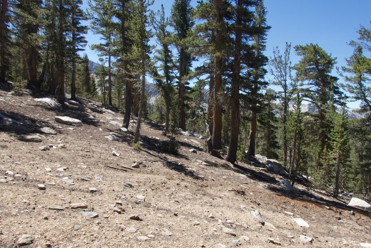 Ascending Windy Ridge through open forest