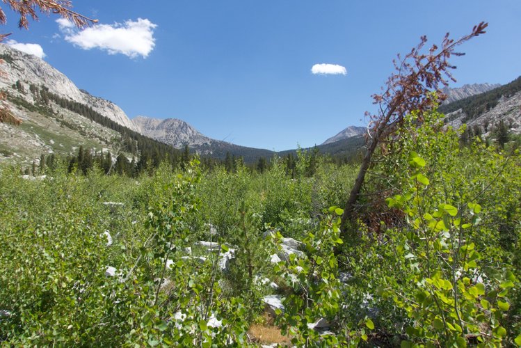 Some light bushwacking along the South Fork Kings River