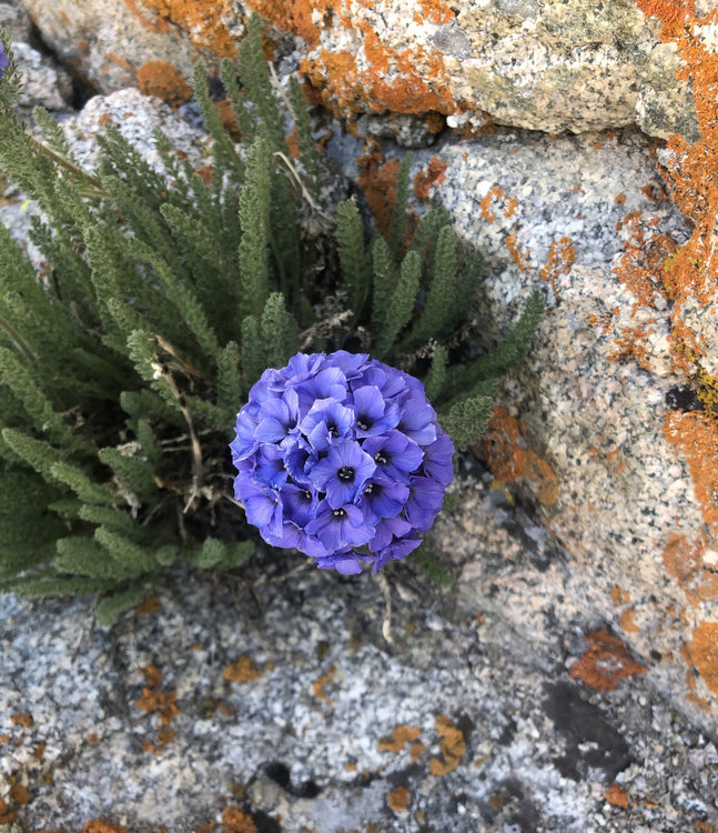 that_flower.jpg