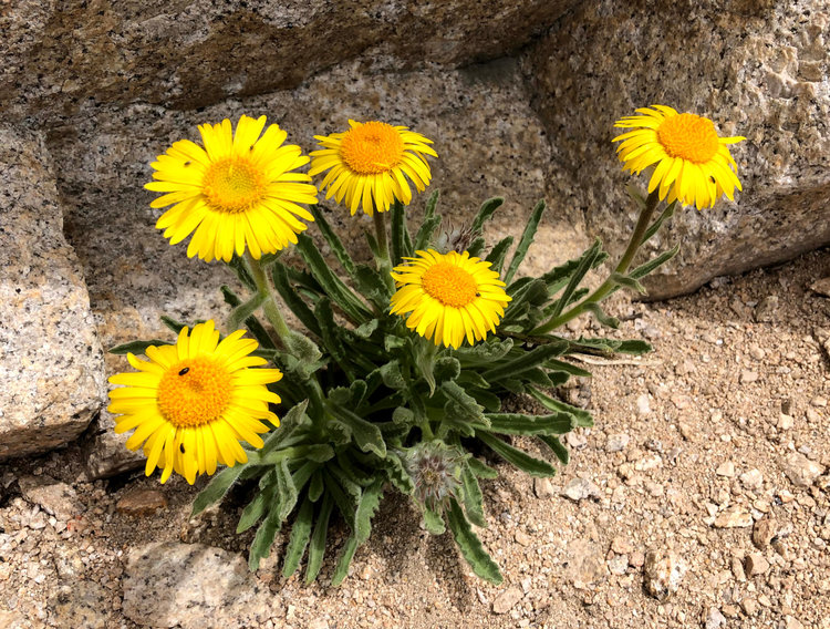 yellow_frowers.jpg