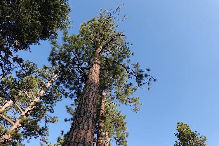 OK tree for wind.