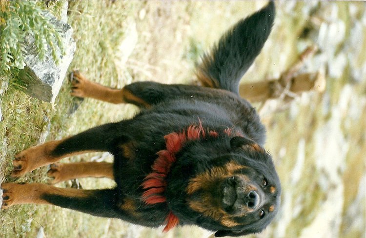 tibet photos.jpg