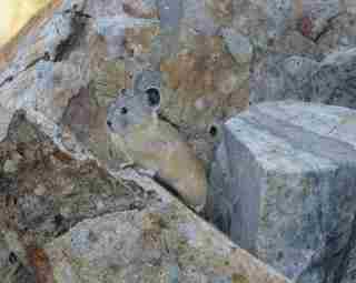 IMG_0900pika5FishBuddycrop320.jpg